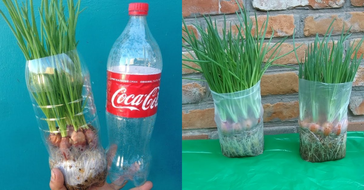 C Mo Cultivar Cebollas Verdes R Pidamente En El Alf Izar De Una Ventana