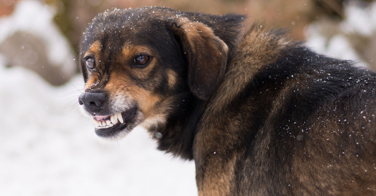 Por Qu Los Perros Ladran Furiosamente A Algunas Personas Y Se