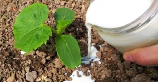 Échale leche a los pepinos para que produzcan más: excelente abono e insecticida.