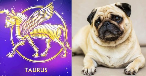 Raza de perro adecuada según el signo zodiacal
