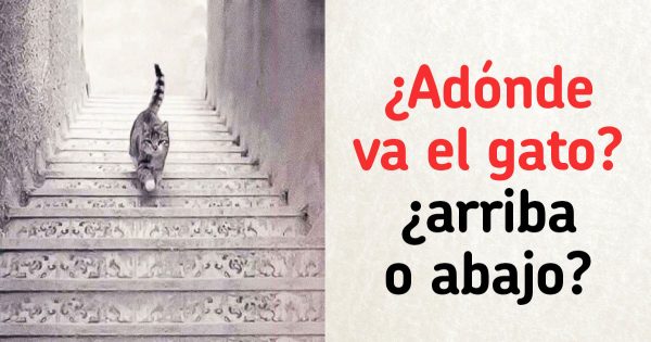Para despertar una mente clara, mira de cerca y responde hacia dónde va el gato, hacia arriba o hacia abajo