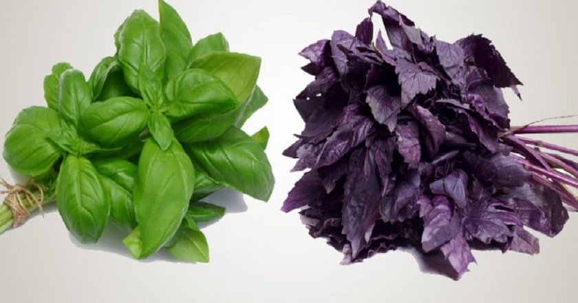 Albahaca verde y morada