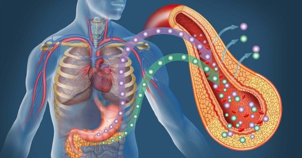 10 alimentos de los que tu páncreas está enamorado 10 alimentos de los que tu páncreas está enamorado