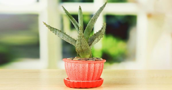 Por qué las amas de casa experimentadas siempre tienen un jarrón de aloe en la cocina Por qué las amas de casa experimentadas siempre tienen un jarrón de aloe en la cocina