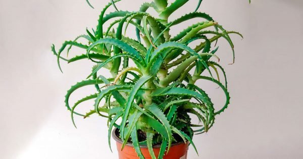 ¿Qué sucede en los hogares donde crece el aloe?