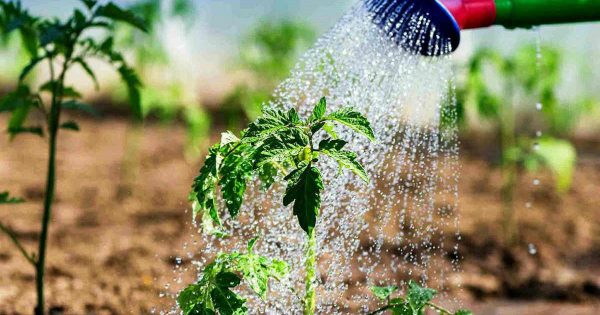 El uso de amoníaco en la casa de campo