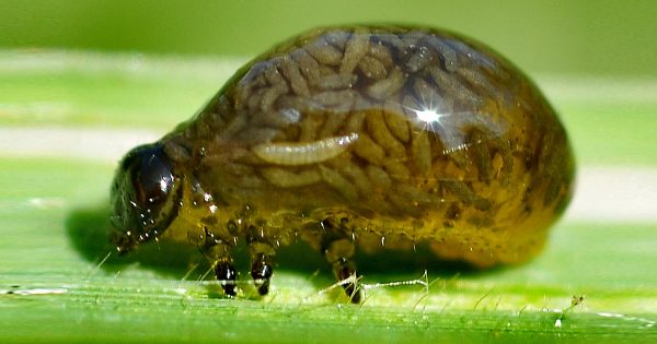 17 animales superdotados, con habilidades únicas en el mundo…