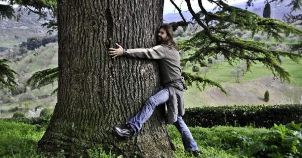 ¿Qué árboles desvían la energía de la gente como verdaderos vampiros?