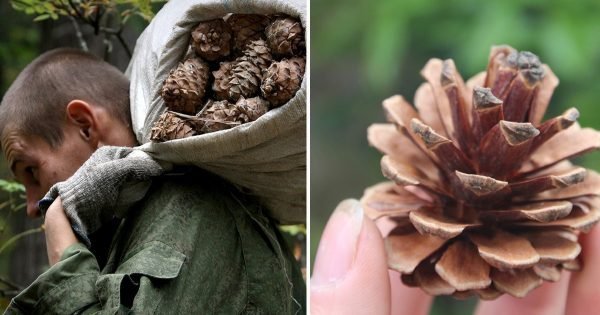 Más de 10 ideas para manualidades de conos de pino