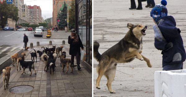 Ataque de perro callejero: cómo protegerse Ataque de perro callejero: cómo protegerse