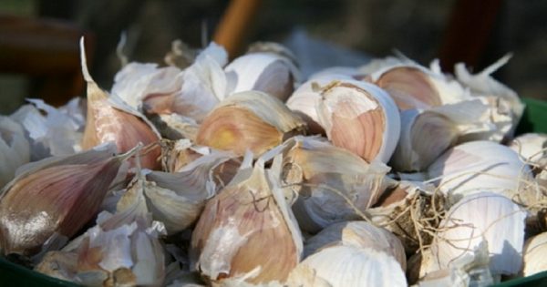 El poder curativo de las cáscaras de ajo.