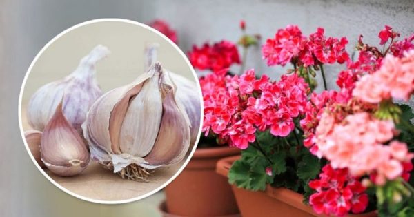 Beneficios del ajo para la salud de las plantas de interior
