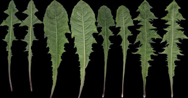 Esta aparente «hierba mala» es una planta medicinal muy versátil… ¡Sé que te sorprenderás!