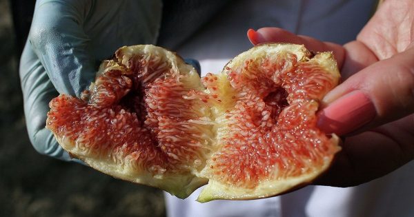 Higos: beneficios y perjuicios para el cuerpo humano