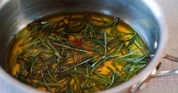 Las bondades del romero: Una planta perfecta al rescate de los desmemoriados…