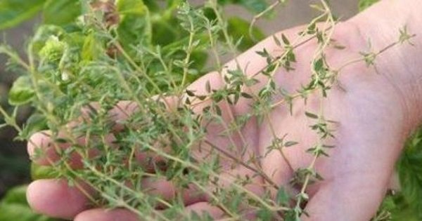 ¿Quieres deshacerte de la fibromialgia, la artritis y otras patologías? Esta bebida es la solución…