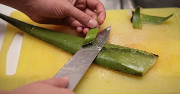Aloe vera: 15 aplicaciones útiles de esta planta milagrosa, que no deberías pasar por alto…