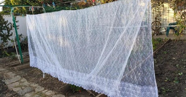 Vendedores de cortinas que blanquean el tul amarilleado por el sol