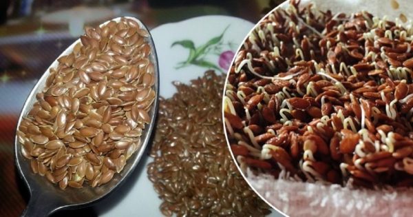 Brotes de lino: sus beneficios para el organismo