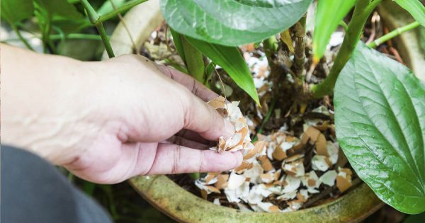 ¿Qué pasará si fertilizas intensamente el árbol del dinero con cáscaras de huevo?