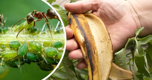 Cáscara de plátano para las hormigas: un remedio sencillo y eficaz