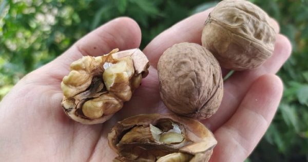 Cáscaras de nuez en el jardín: en beneficio de las plantas