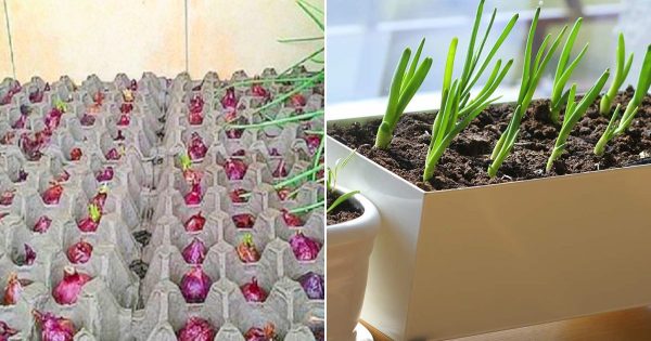 Una maga muestra cómo cultivar 2 kg de cebollas verdes en el alféizar de la ventana