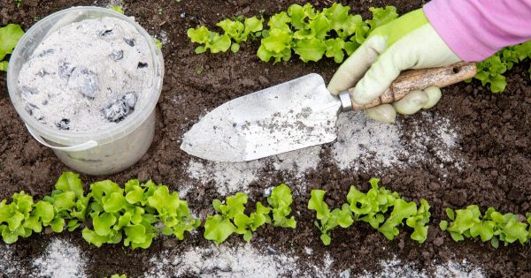 Qué plantas no deben abonarse nunca con ceniza Qué plantas no deben abonarse nunca con ceniza