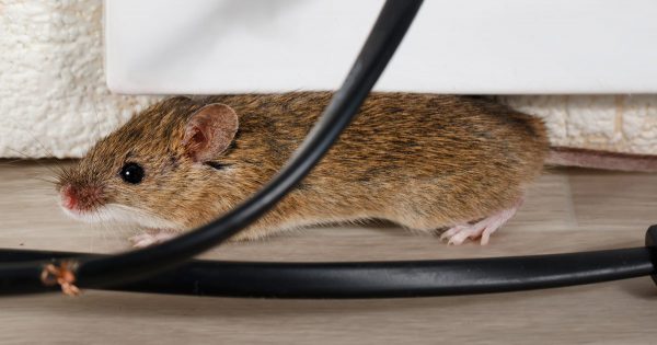 El invitado atento se da cuenta inmediatamente de que ha entrado en la cocina de un ama de casa cansada, y es aquí donde la suciedad tiende a acumularse