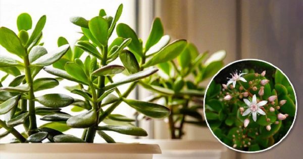 Cómo alimentar al árbol del dinero