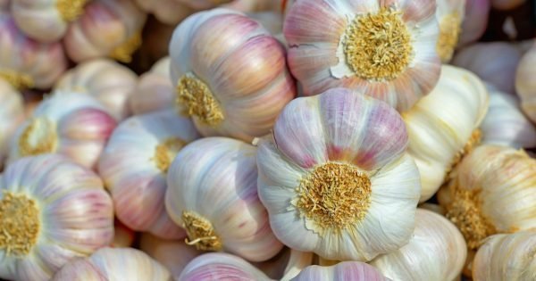 Cómo almacenar el ajo