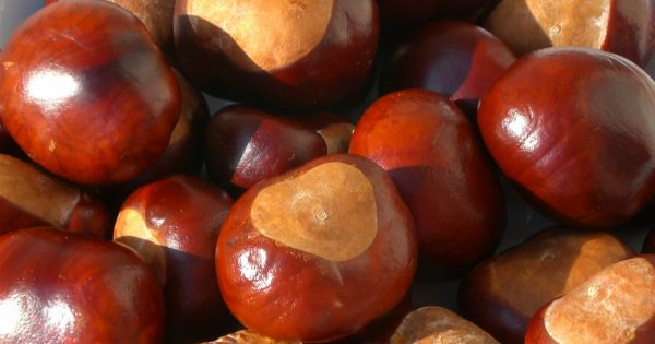 La temporada de otoño te ofrece un invaluable regalo:10 ideas brillantes para utilizar las castañas.