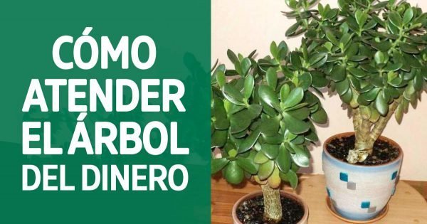 Reglas para la poda del árbol del dinero.