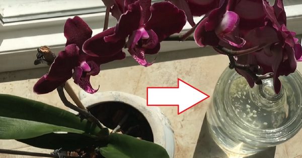 Ajo: ¡un rescate de orquídeas! Un mes después, mi phalaenopsis lanzó varios…