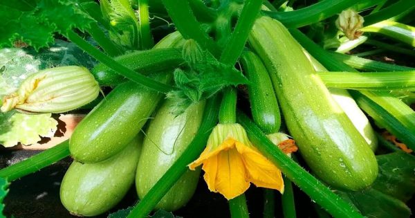 Cómo cultivar calabacines para una gran cosecha