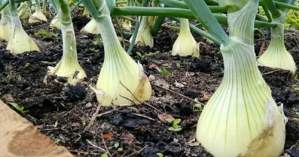 Cómo cultivar cebollas y ajos grandes Cómo cultivar cebollas y ajos grandes