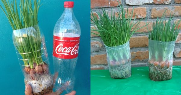 Cómo cultivar cebollas verdes rápidamente en el alféizar de una ventana