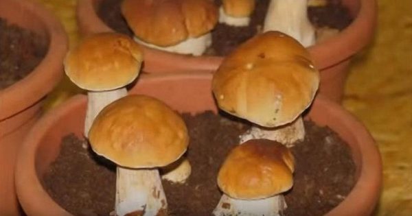 Cómo cultivar hongos porcini