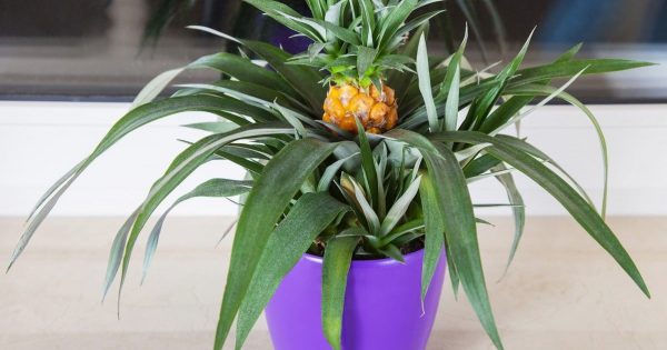 Cómo cultivar piña en casa, y crear un rincón tropical