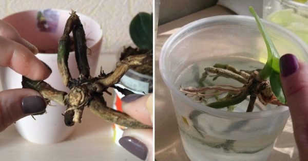 La forma secreta de hacer crecer una orquídea a partir de un trozo de raíz