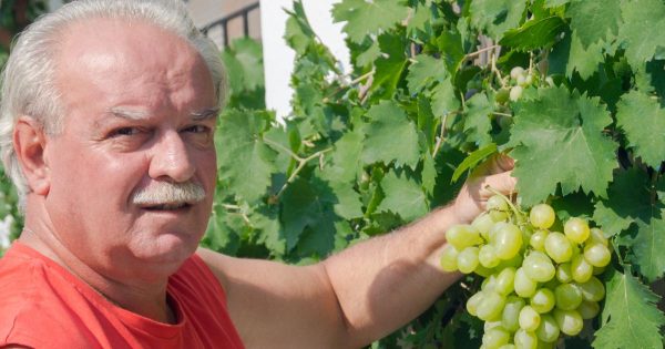 Experto jardinero desveló los principales secretos del cultivo de la vid Experto jardinero desveló los principales secretos del cultivo de la vid