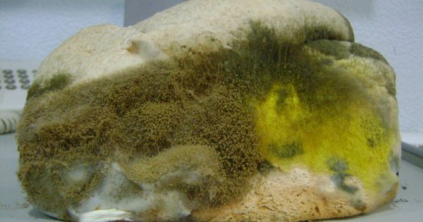 Ya no comeré más pan de la tienda… ¡Ahora que supe ESTO, mi salud mejoró muchísimo!