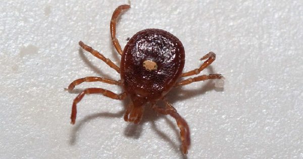 Alcohol, agua y un ingrediente secreto… ¡Las garrapatas huyen despavoridas!