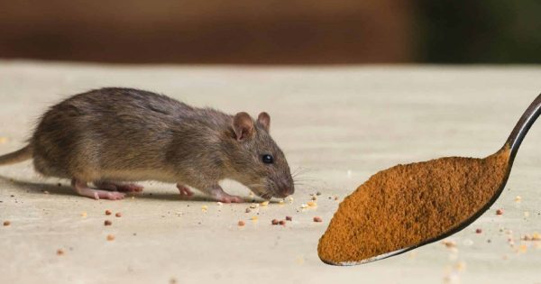 Los ratones le temen como al fuego, basta una aplicación para no volver a verlos en casa
