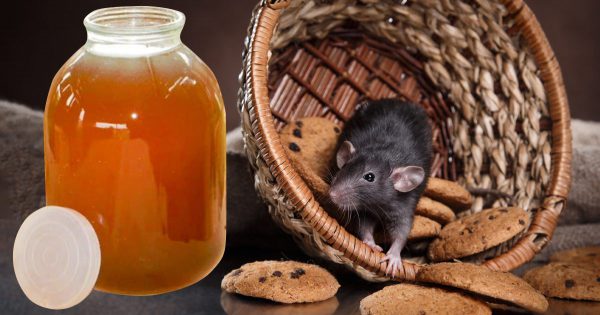 Tranquilidad para el aislamiento: los roedores se han escapado tras oler los aromas penetrantes de los remedios caseros