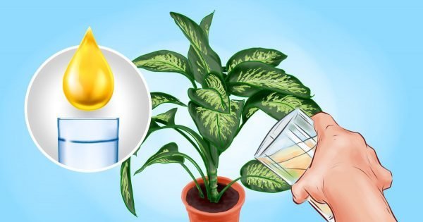 Métodos para deshacerse de las pequeñas mosquitas de las florales.