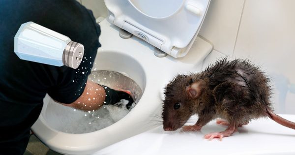 Le pregunté a mi vecina por qué echa un vaso de sal en el inodoro, ahora todos los días sigo su ejemplo.