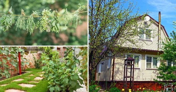 Una selección de inteligentes ideas para organizar una residencia de verano