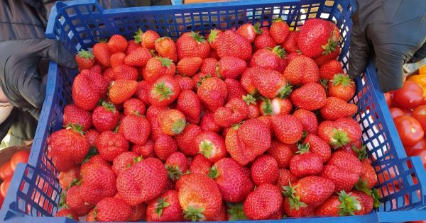 Cómo elegir las fresas adecuadas sin productos químicos Cómo elegir las fresas adecuadas sin productos químicos