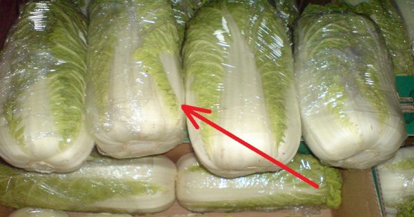 ¿Quieres elegir la col china ideal para tu ensalada? Solo sigue estos consejos…